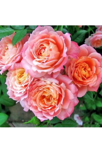 Яскраві суцвіття троянди Бріоза на сонячній клумбі